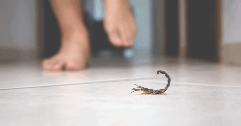 Vacation Rental Pest Control Scorpion